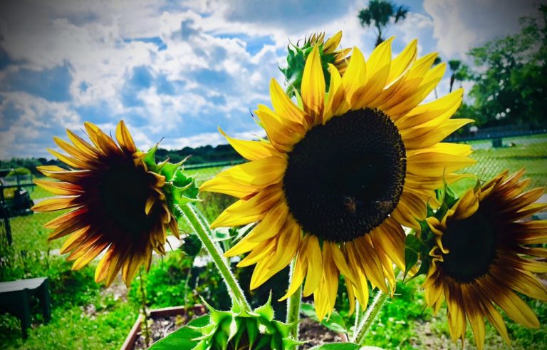 plant needs Sunflowers growing in a garden with the sun shining