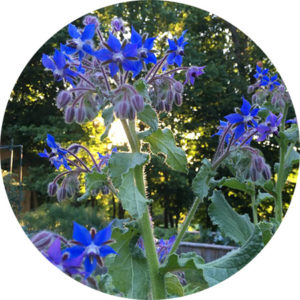 borage plant growing in garden