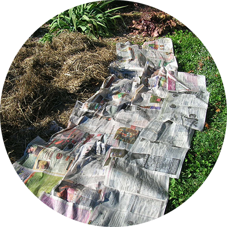 Newspapers on lawn to start a lasagna garden