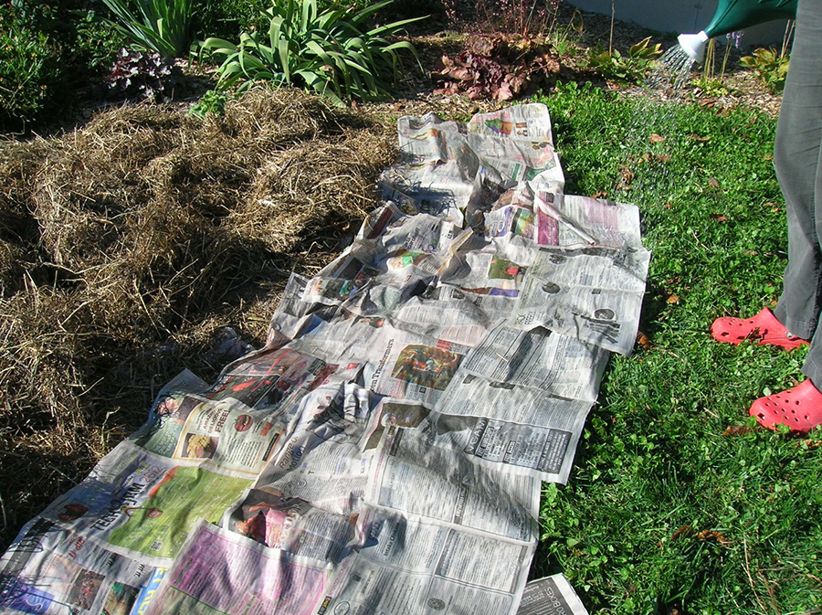 Starting lasagna garden with moist newspapers on lawn