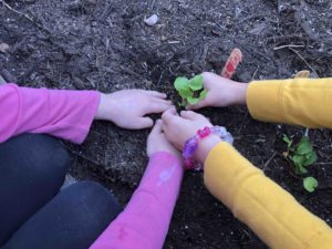 Young hands planting a radish plant