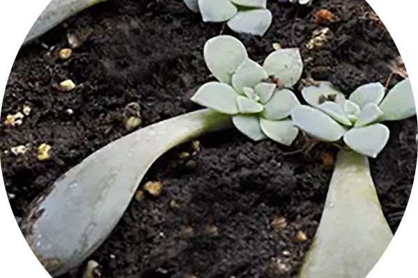 Propagating baby succulent plants