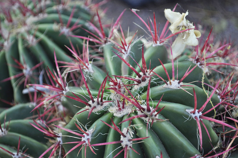 barrel cactus