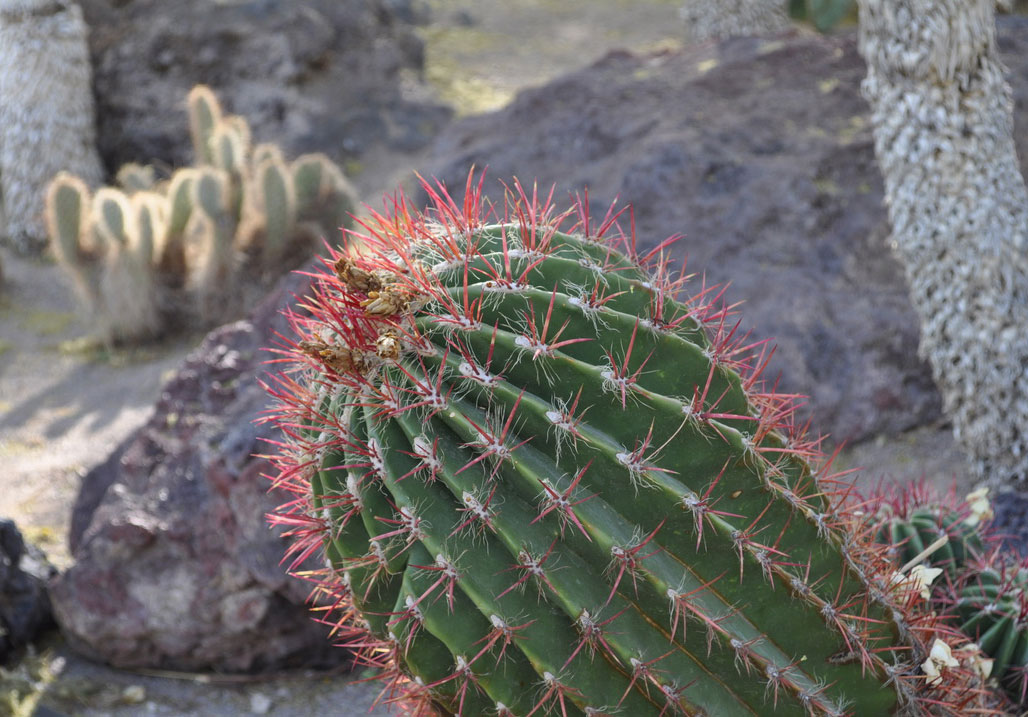 barrel cactus