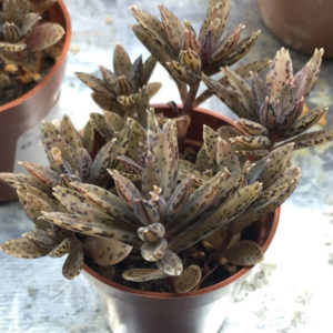 mother of millions succulent