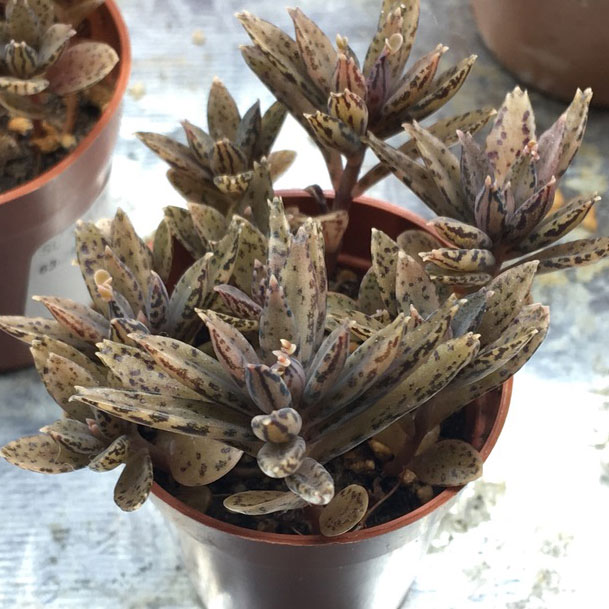 mother of millions succulent