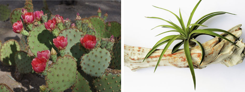 prickly pear cactus and tillandsia or air plant
