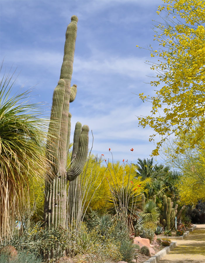 saguaro cactus