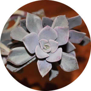 succulent plant with rosette
