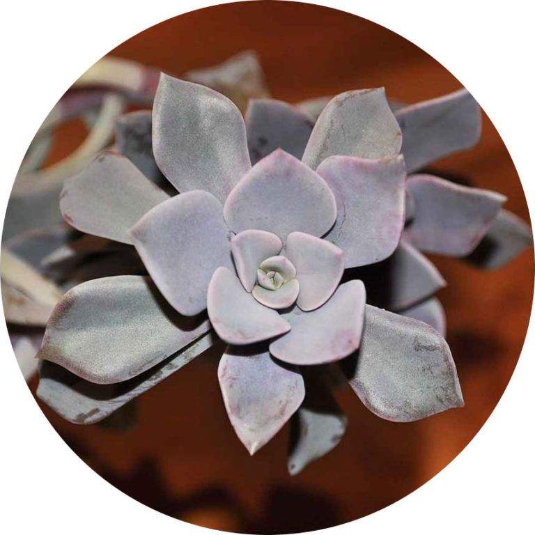 succulent plant with rosette