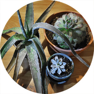 succulent houseplants