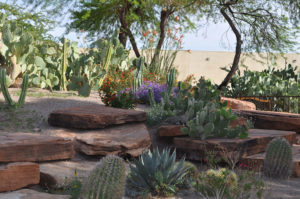 Desert Botanical Garden landscape