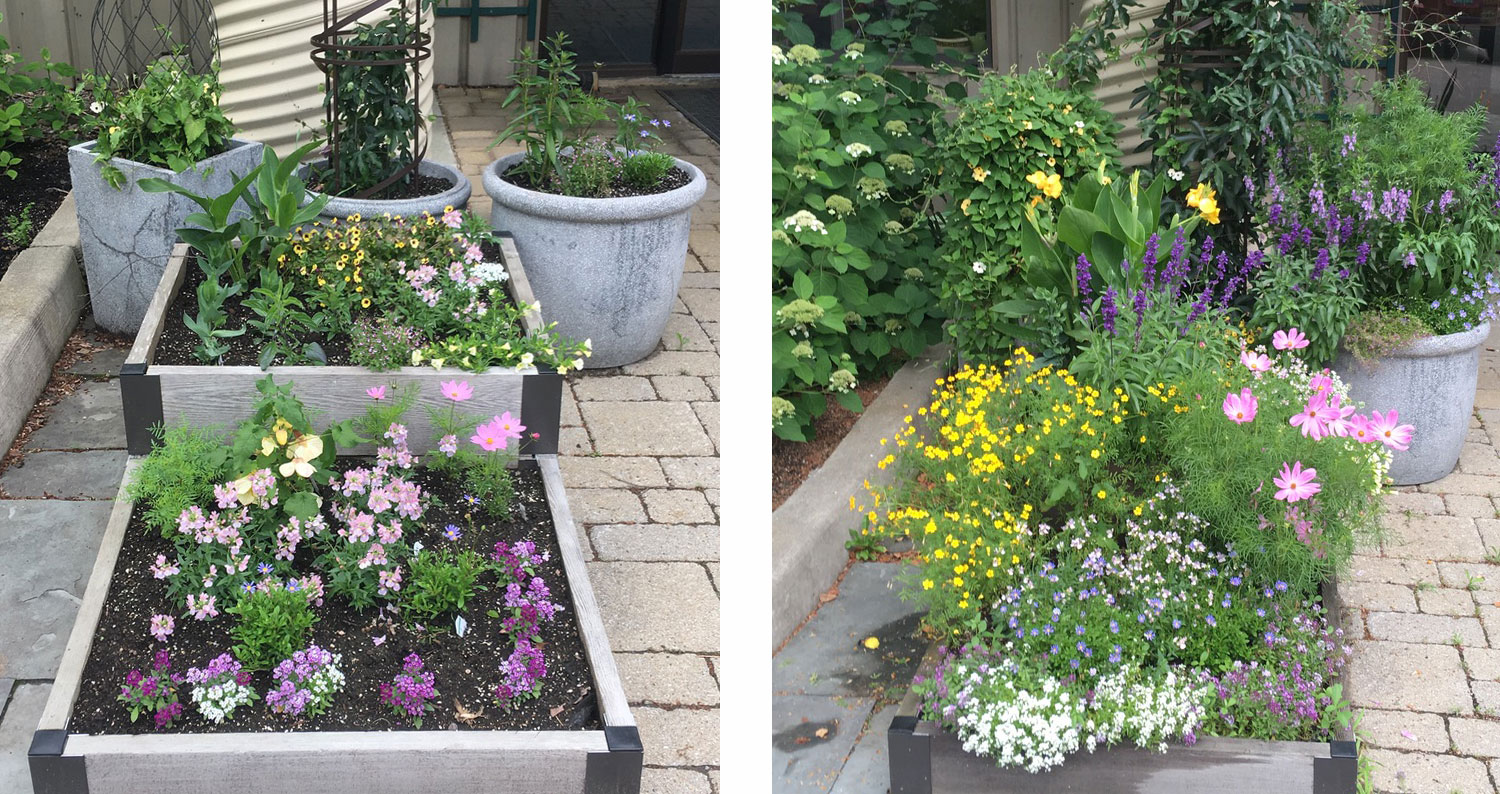 Raised beds and containers of flowers shown in spring and again in summer, fuller and in bloom
