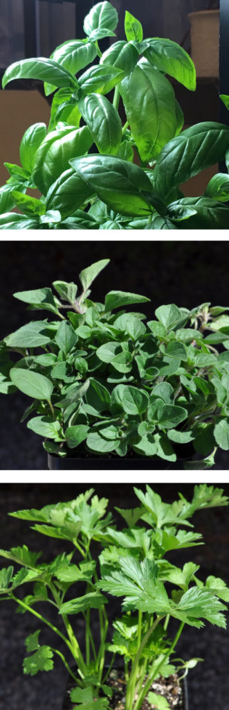 basil, oregano and parsley