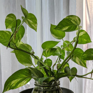 pothos stems rooting in water
