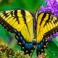 yellow swallowtail butterfly