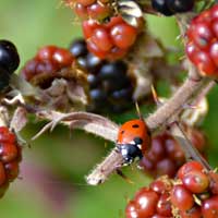 lady beetle on blackberry bush