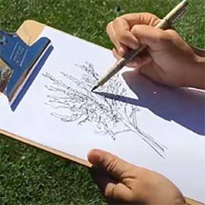 person sketching a tree