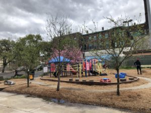New Apple Trees