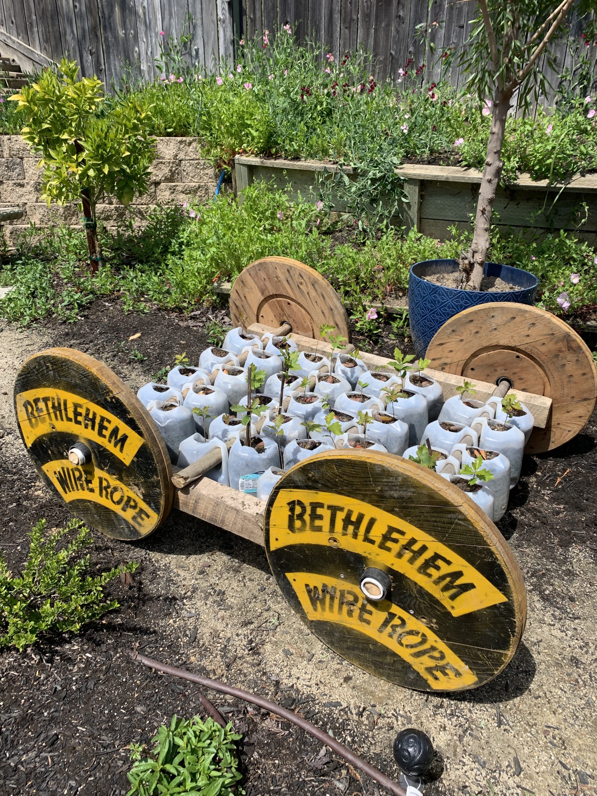 Cart holding oak tree seedlings in milk jugs