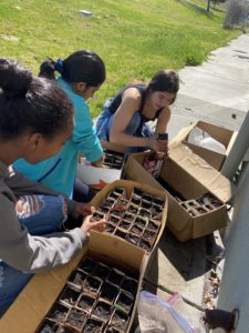 students tending seedlings