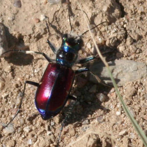 Beautiful tiger beetle