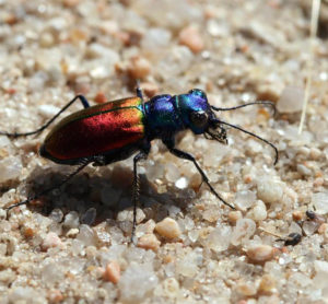 Festive tiger beetle