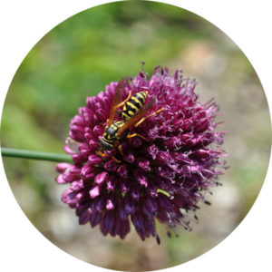 Hornet on allium flower