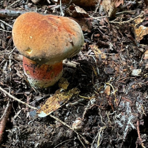 mushroom with white, threadlike mycelium at the base