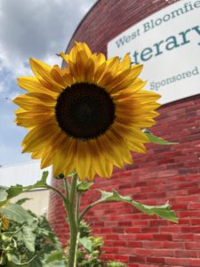 A sunflower with a deep black center. The petals are orange near the center and yellow at the edges. In the background is a brick building. The words West Bloomfield Literary are partially visible on a sign.