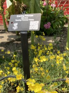 Yellow evening primrose flowers, along with green foliage, are at the base of a metal sign with a QR code. Other words on the sign are hard to read.