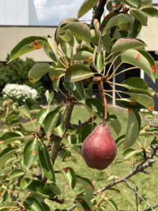 A ripe red pear, on a pear tree.
