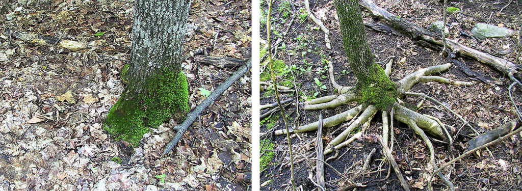 before and after photos of earthworm damage in forest