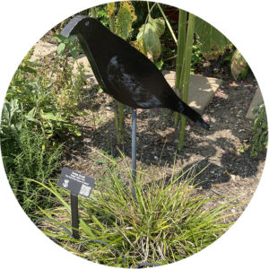 A black metal crow sculpture overs over a sedge plant, which is a mound of pointy grass.
