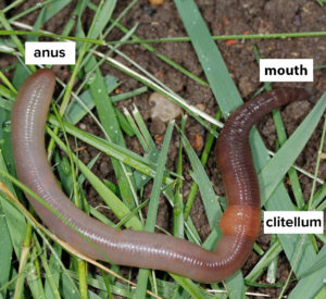 earthworm with parts labeled