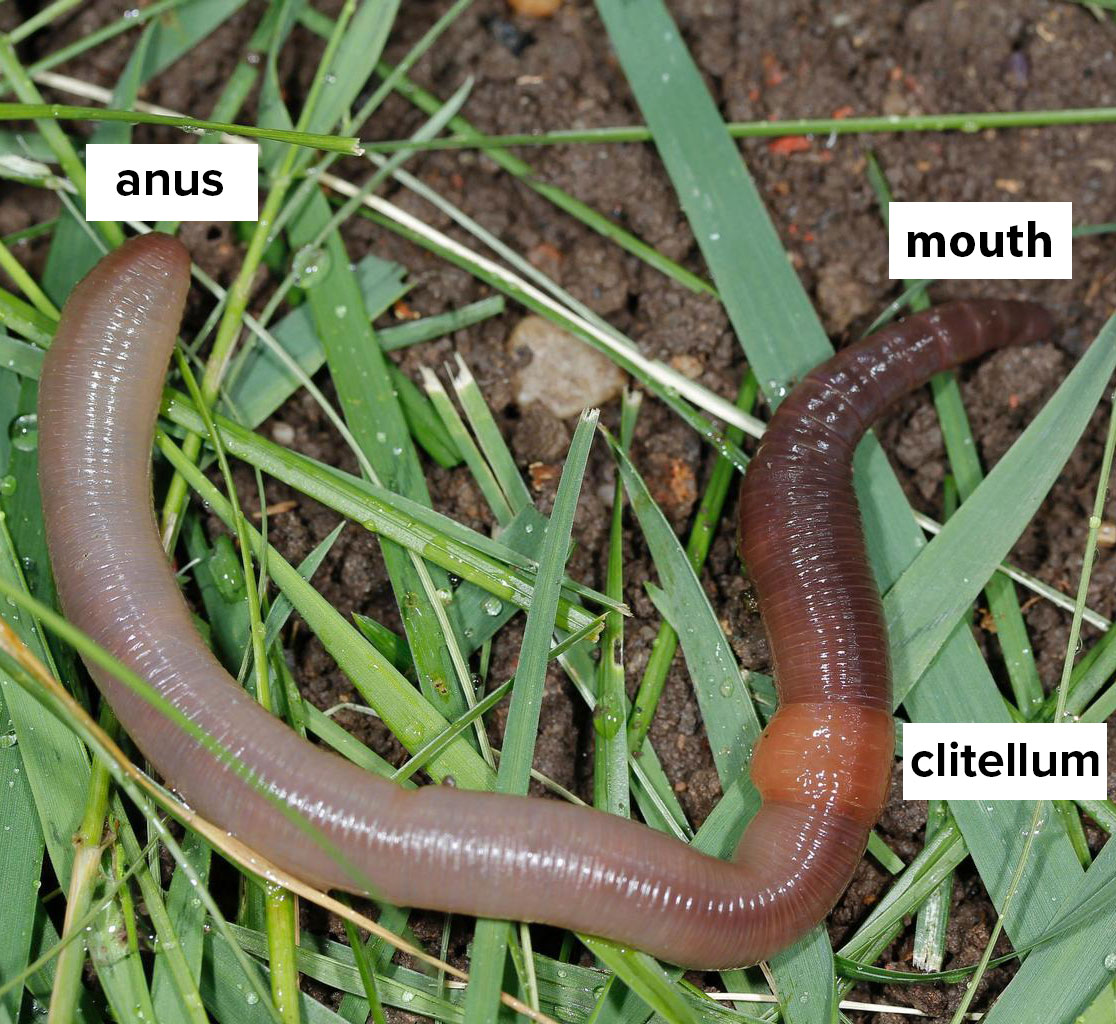 Three Shocking Facts About Earthworms