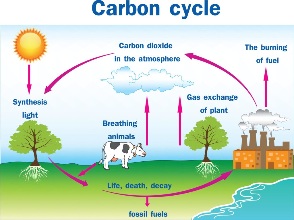 Carbon cycle diagram: plants take in carbon dioxide from the atmosphere through photosynthesis; animals breathing, the burning of fuel and decaying plants and animals return it, and some carbon is stored as fossil fuels