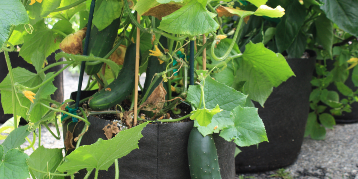 Cooking gardening activity