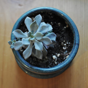 A young succulent planted in a small blue pot