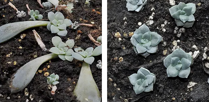 Tiny new succulent plants sprouting from leaves on the soil surface