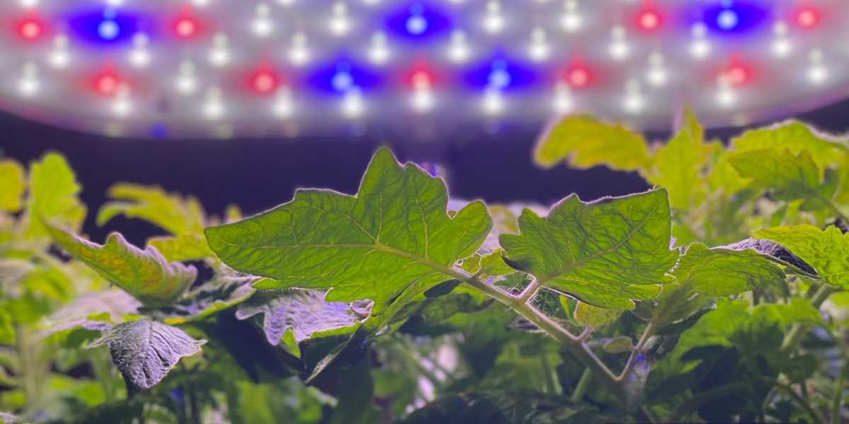 hydroponics blog header Red, white, and blue lights glowing above green plants.