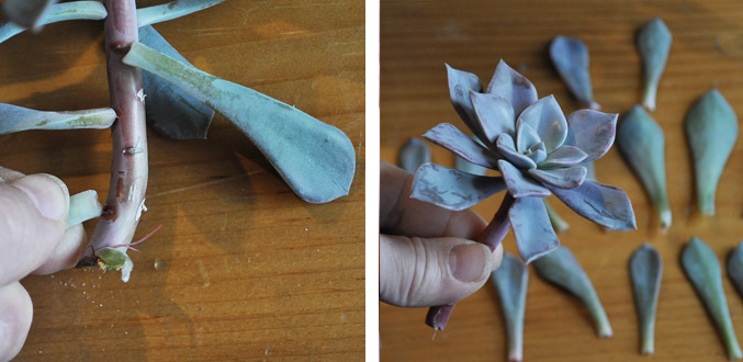 Pulling leaves off a succulent stem, with the removed leaves laid out beside the plant