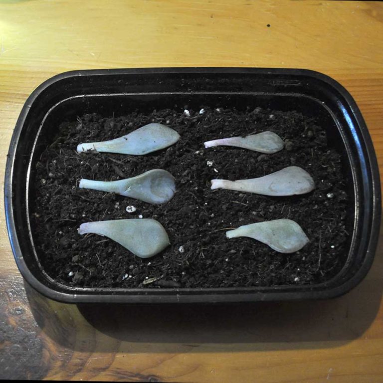 Six succulent leaves laid on top of potting soil in a tray