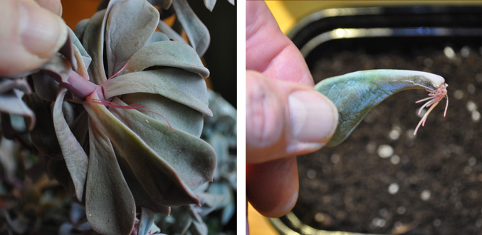Leaves removed from a succulent, and a single leaf with new roots growing from its end