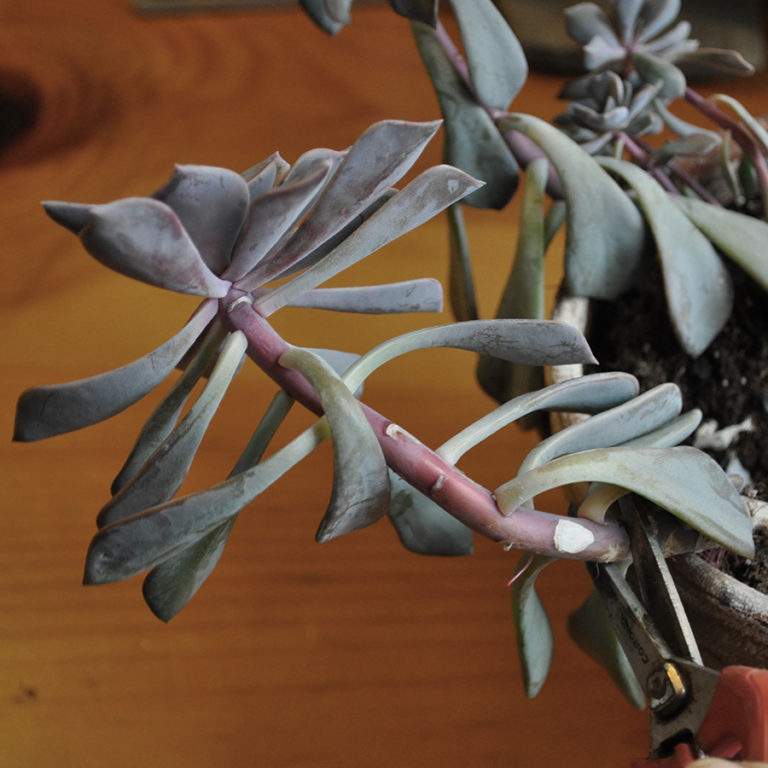 A leggy succulent stretching toward the light on a long bare stem