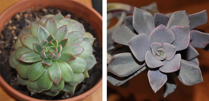 Two rosette-shaped succulents, one green and one purple-gray