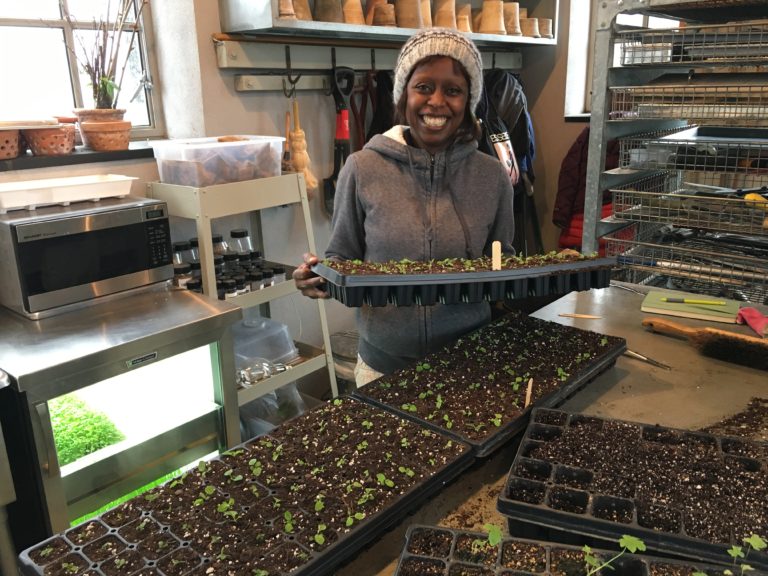 Wambui Ippolito holding a tray of seedlings, while standing near a table holding many other trays of seedlings. She is wearing a fuzzy white hat and wearing a gray sweatshirt.