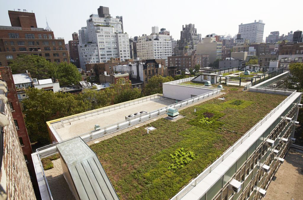 A green roof in a city. The flat roof of one building has plants growing on it. Other buildings in the background are tall and silver.