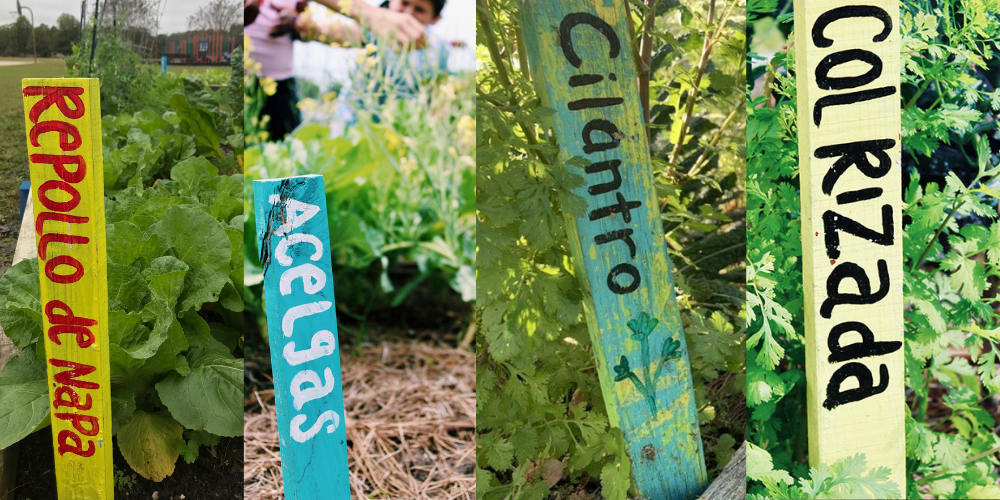 A collage of four garden signs that read Repollo de Napa, Acelgas, Cilantro, Colrizada