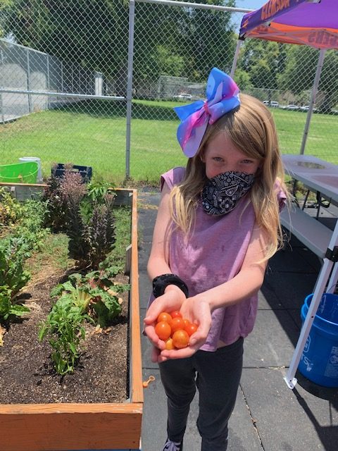 A child holding out tomatoes near a raised bed garden.